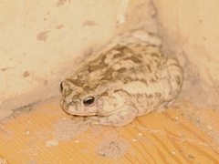 Sclerophrys regularis