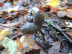 Helvella atra