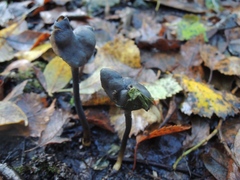 Helvella atra