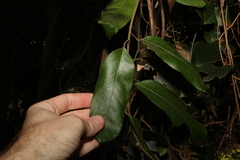 Carronia multisepalea