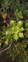 Quercus
