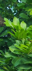 Blighia sapida