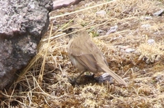Asthenes humilis