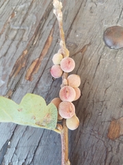 Disholcaspis simulata