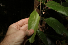 Carronia multisepalea