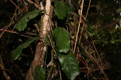 Carronia multisepalea