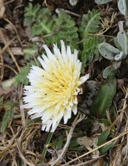 Hypochaeris sessiliflora