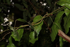 Carronia multisepalea