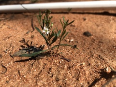 Myoporum platycarpum
