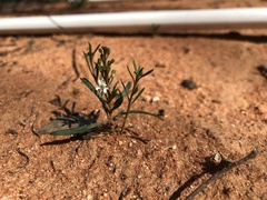 Myoporum platycarpum