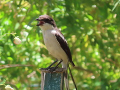 Lanius collaris collaris