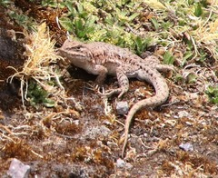 Thomas' Smooth-Throated Lizard photo 1
