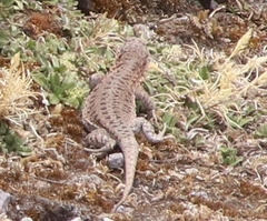 Thomas' Smooth-Throated Lizard photo 2