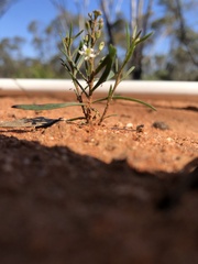 Myoporum platycarpum