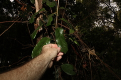 Carronia multisepalea