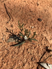 Myoporum platycarpum