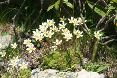 Saxifraga bryoides
