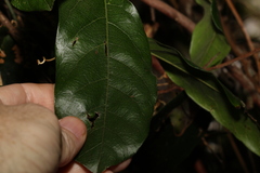 Carronia multisepalea