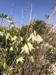 Clematis cirrhosa