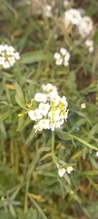 Lobularia maritima