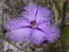 Thysanotus pauciflorus