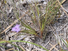 Thysanotus pauciflorus