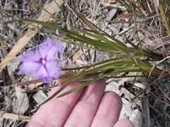 Thysanotus pauciflorus