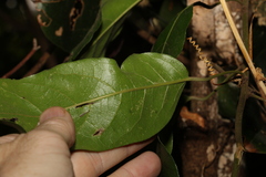 Carronia multisepalea