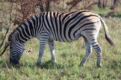 Equus quagga chapmani