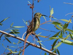 Nectarinia famosa famosa