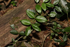 Pandorea jasminoides