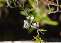 Pollanisus viridipulverulenta