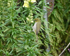 Zosterops lateralis chloronotus