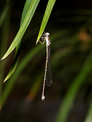 Labidiosticta vallisi