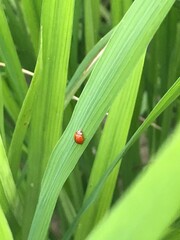 Coccinellinae