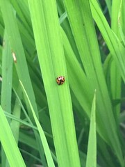 Coccinellinae