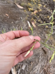 Convolvulus sagittatus