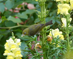 Zosterops lateralis chloronotus