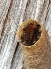 Nannotrigona testaceicornis