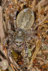 Dendryphantes hastatus