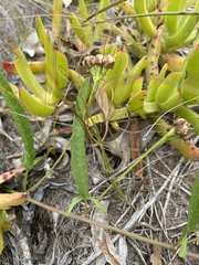 Convolvulus sagittatus