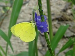 Eurema floricola