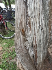 Nannotrigona testaceicornis