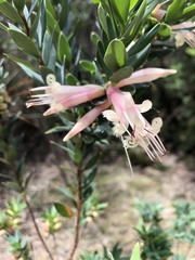 Styphelia triflora