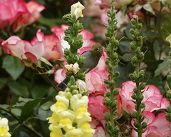 Zosterops lateralis chloronotus