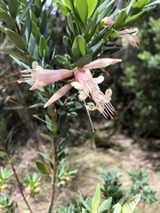 Styphelia triflora