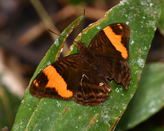 Adelpha boreas boreas