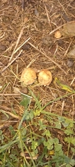 Marasmius oreades