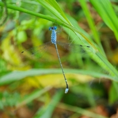 Lestes praemorsus