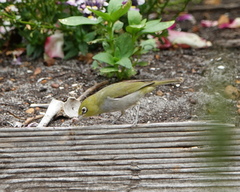 Zosterops lateralis chloronotus